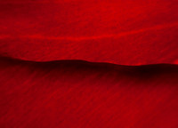 petal-2105-tulip-22-red